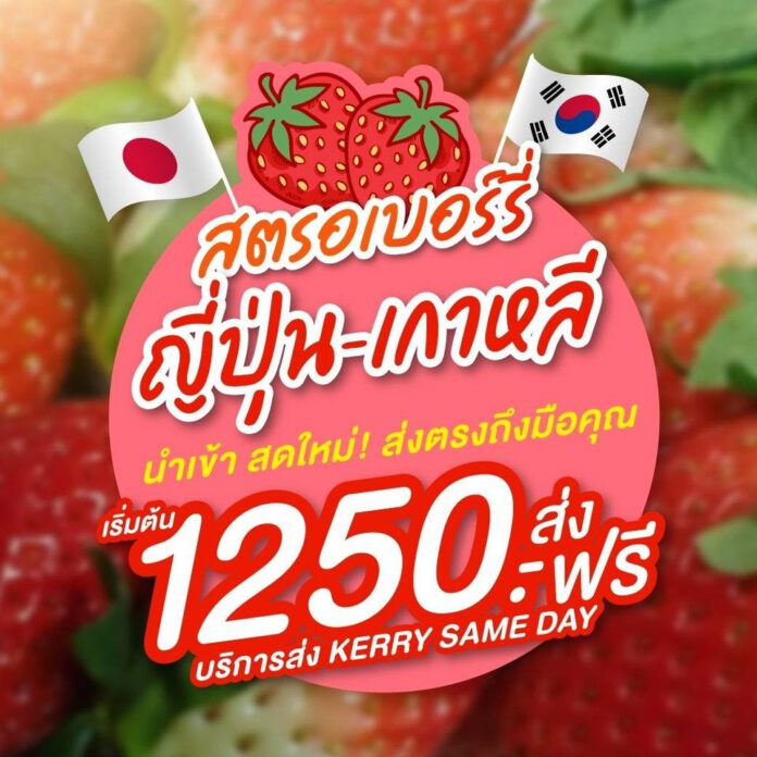 สตรอเบอร์รี่ เกาหลี ญี่ปุ่น_2 สตรอเบอร์รี่ เกาหลี ญี่ปุ่น_2