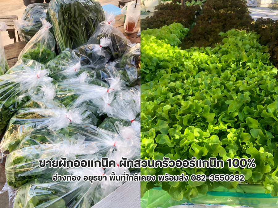 ขายผักออแกนิคอ่างทอง